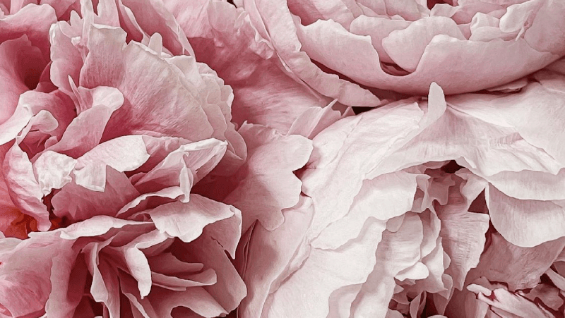 Aroma Muse Arao photo