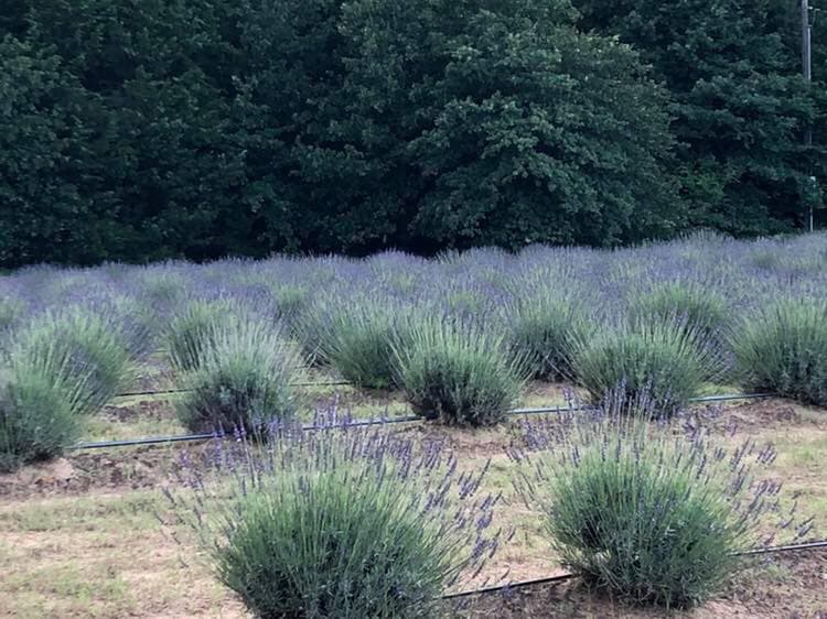 Beyond Lavender Fort Worth photo