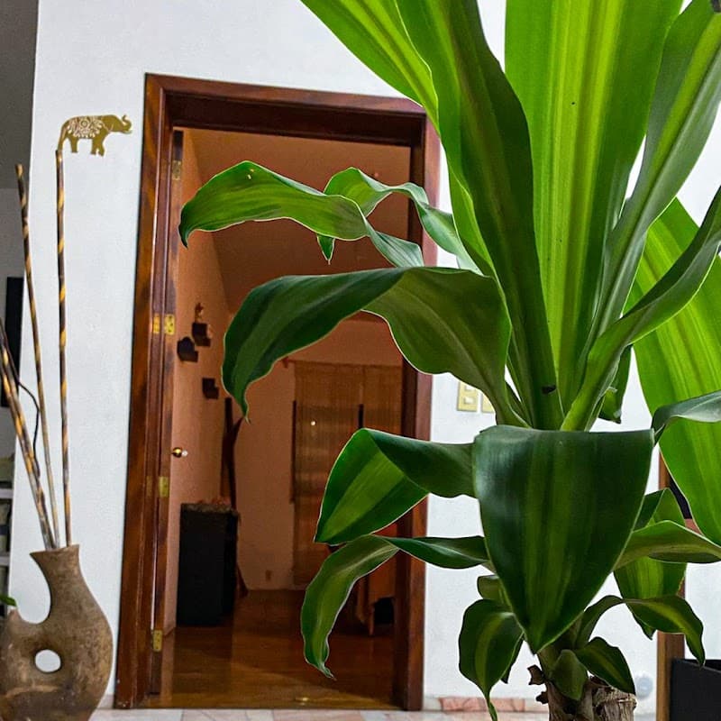 Chandan spa Guadalajara photo