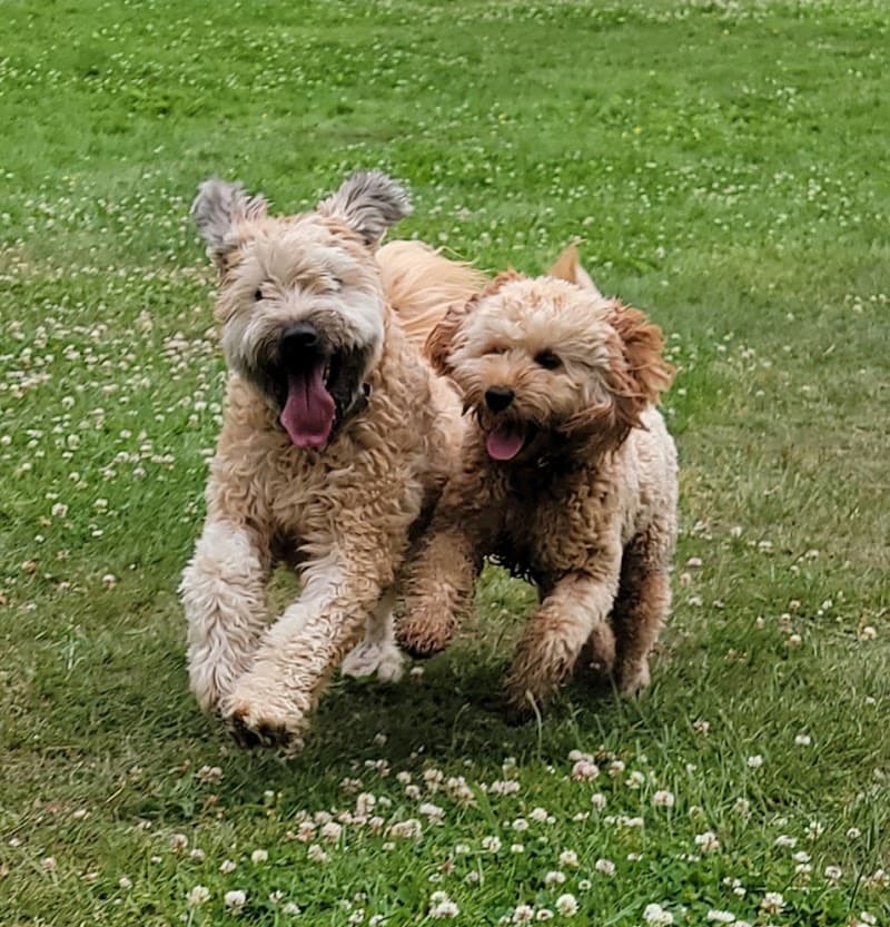 Community Canines Providence photo