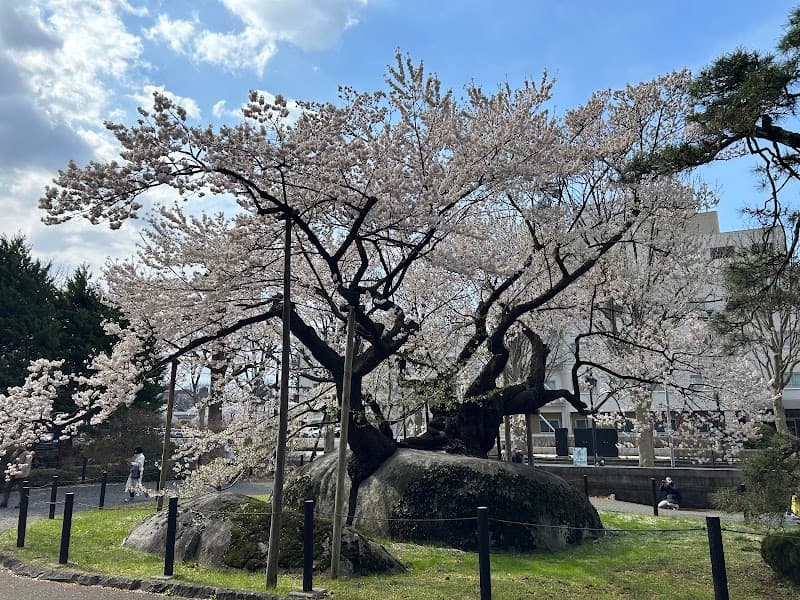Crois Salon SAKURA Morioka photo