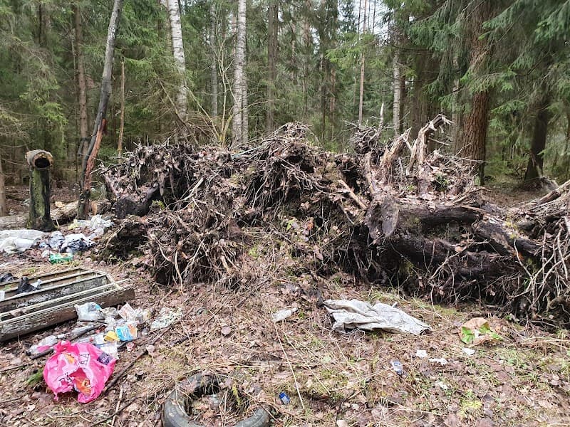 Vsevolozhsky District forest photo