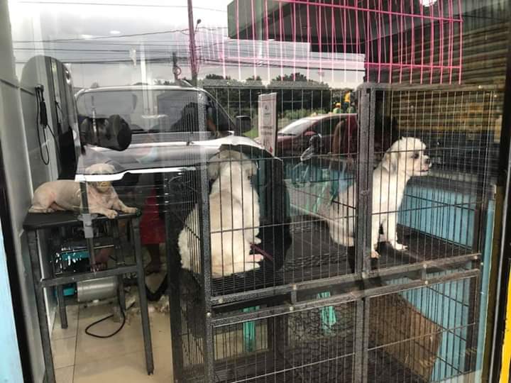 Furbabies Spa Malolos photo