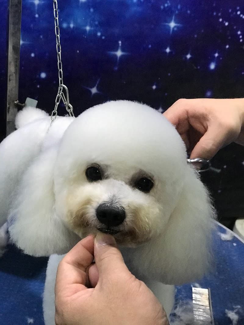 GreenPet Nam Định photo