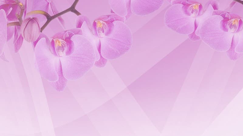Ideal Skin & Body Livonia photo