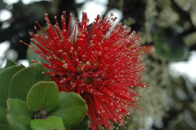 Lehua Chigasaki City photo