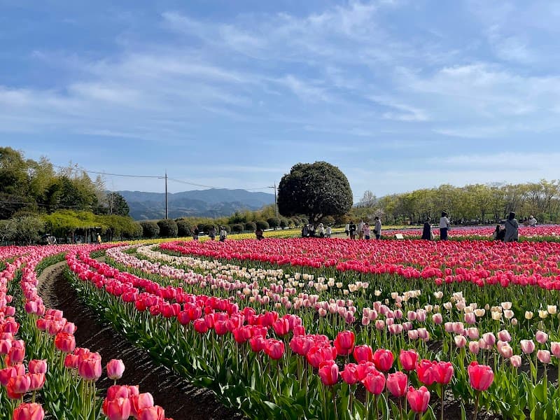 Macare Izumi City photo
