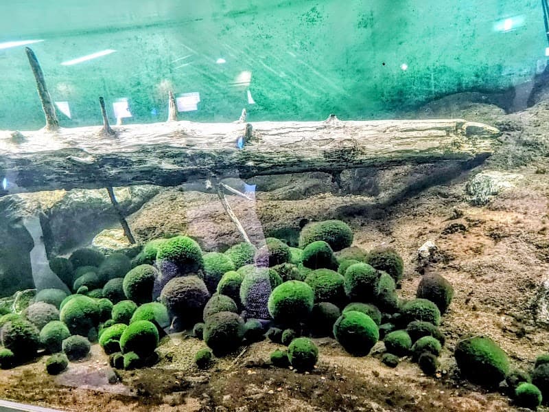 Marimo-yu Kushiro photo