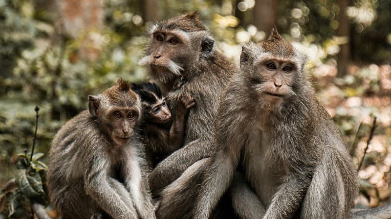 Monkey Forest Badung photo