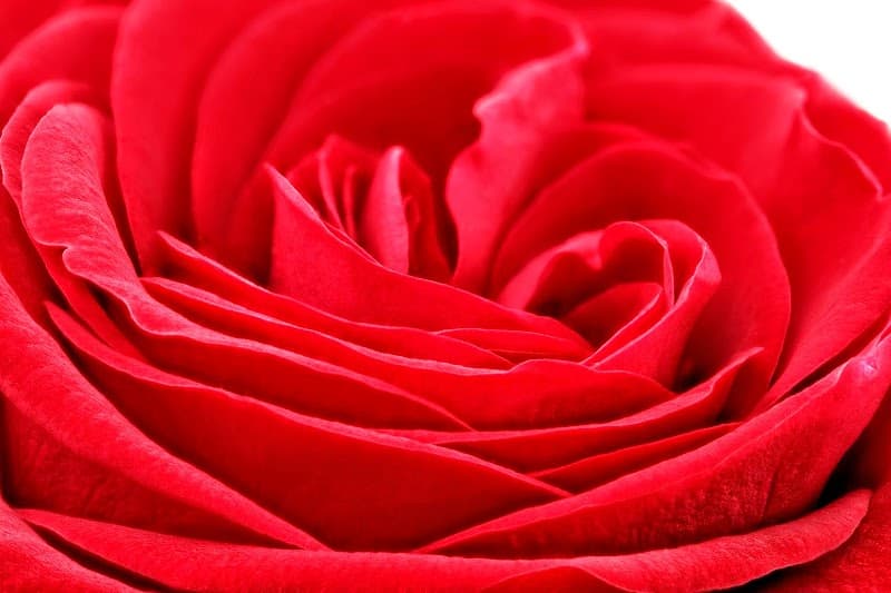 Red Bloom Bethesda photo