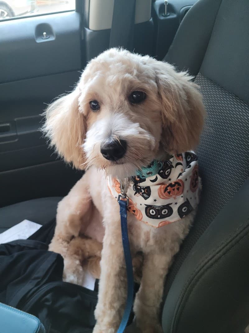 Shampoodle Dog Wash Albany photo