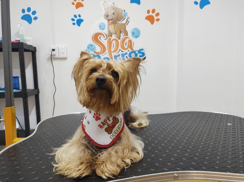 Spa Perros Ocotlán photo