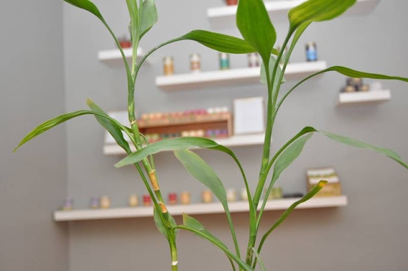 Telo Massage Spa Wilmington photo