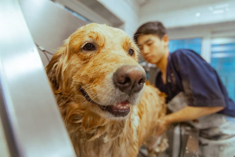 The Pets Spa Mumbai photo