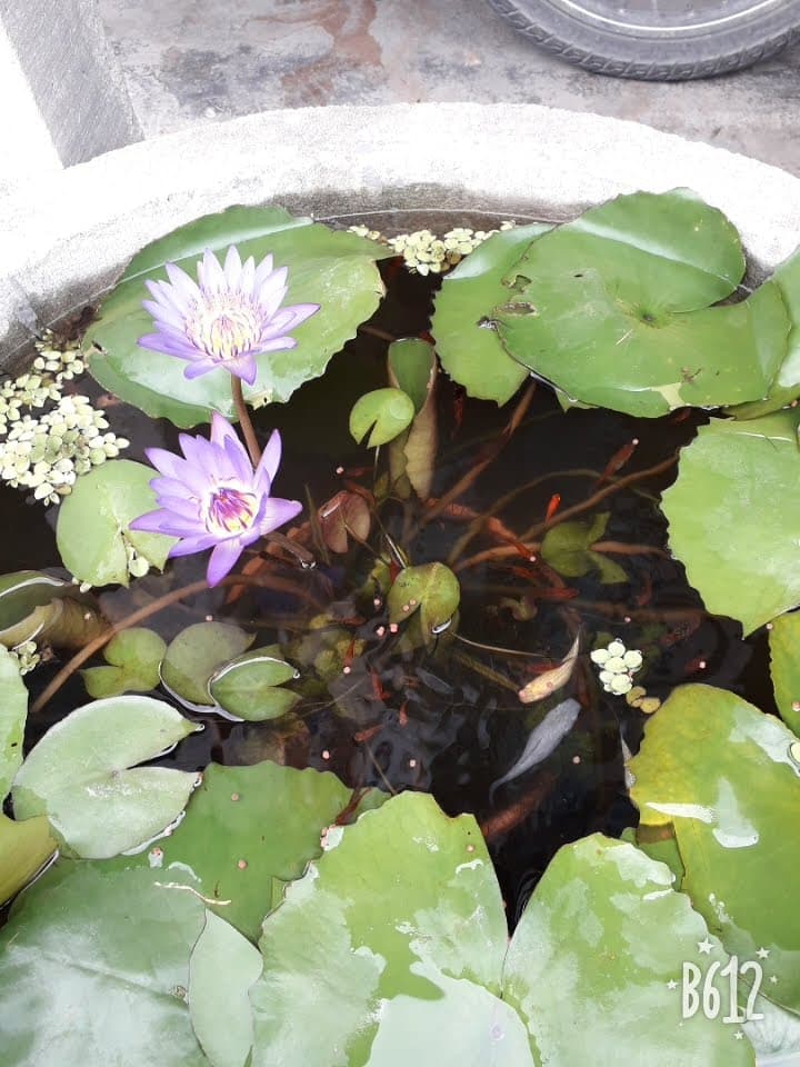 Trâm Na Vy Huyện Mộ Đức photo