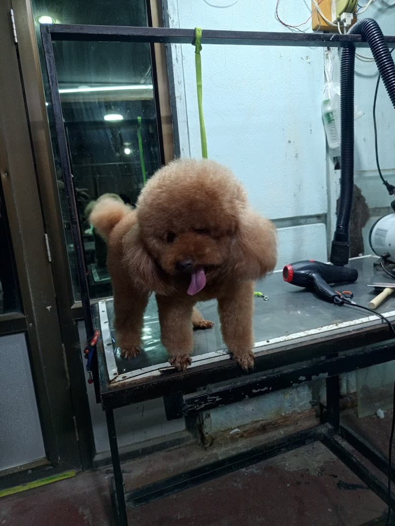 Mandalay 3 Star Grooming Spa photo
