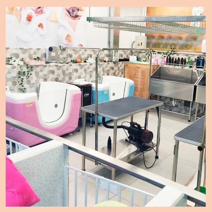 San Miguel 4 Pets Spa photo