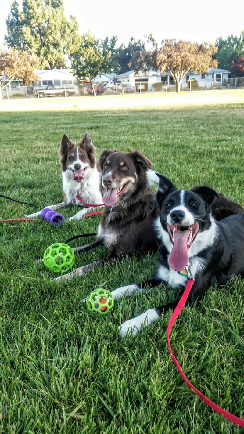 A Dog's Journey Farmington photo