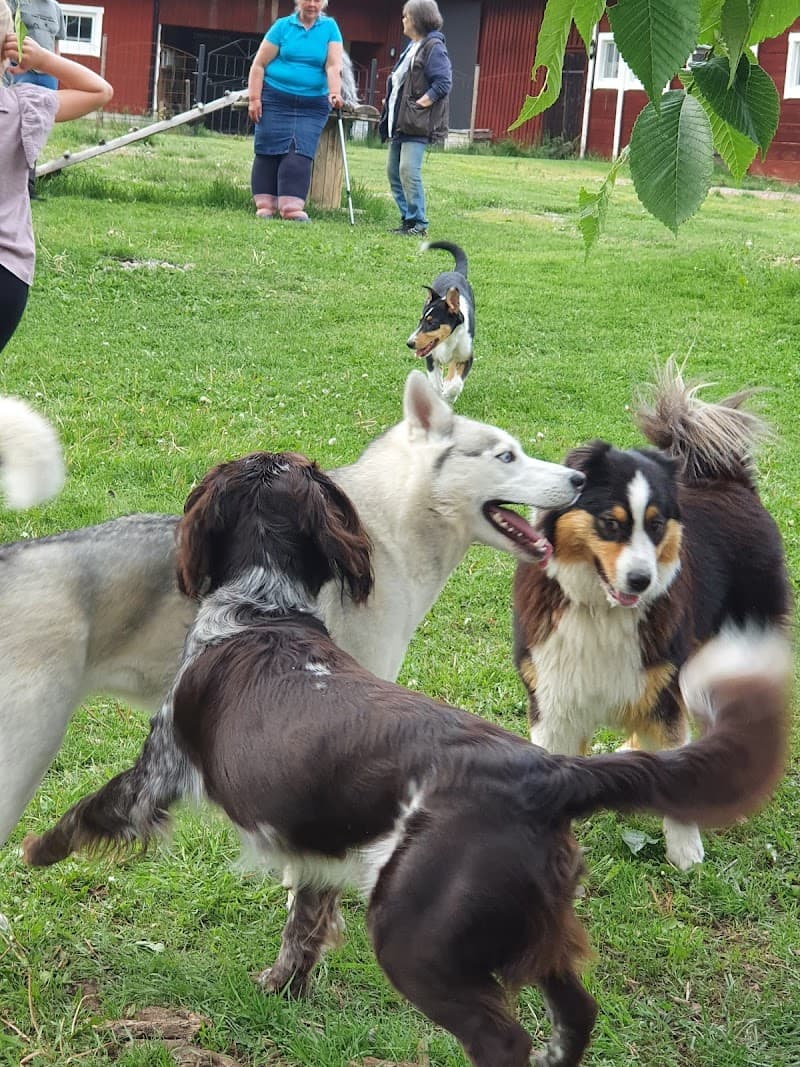 Alla Hundars Sabina Vetlanda photo