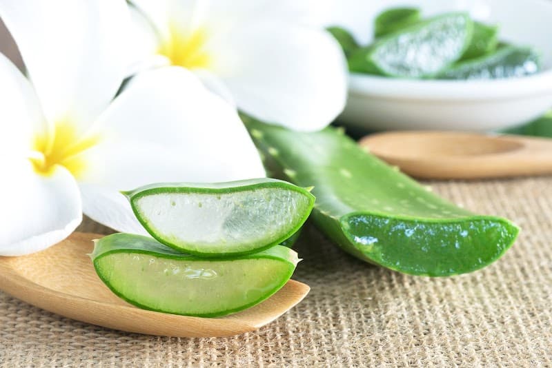 Aloe-vera-world-center Molzhain photo