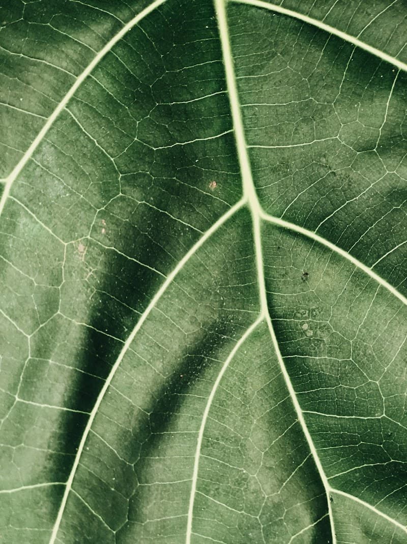 Alsandara Telde photo