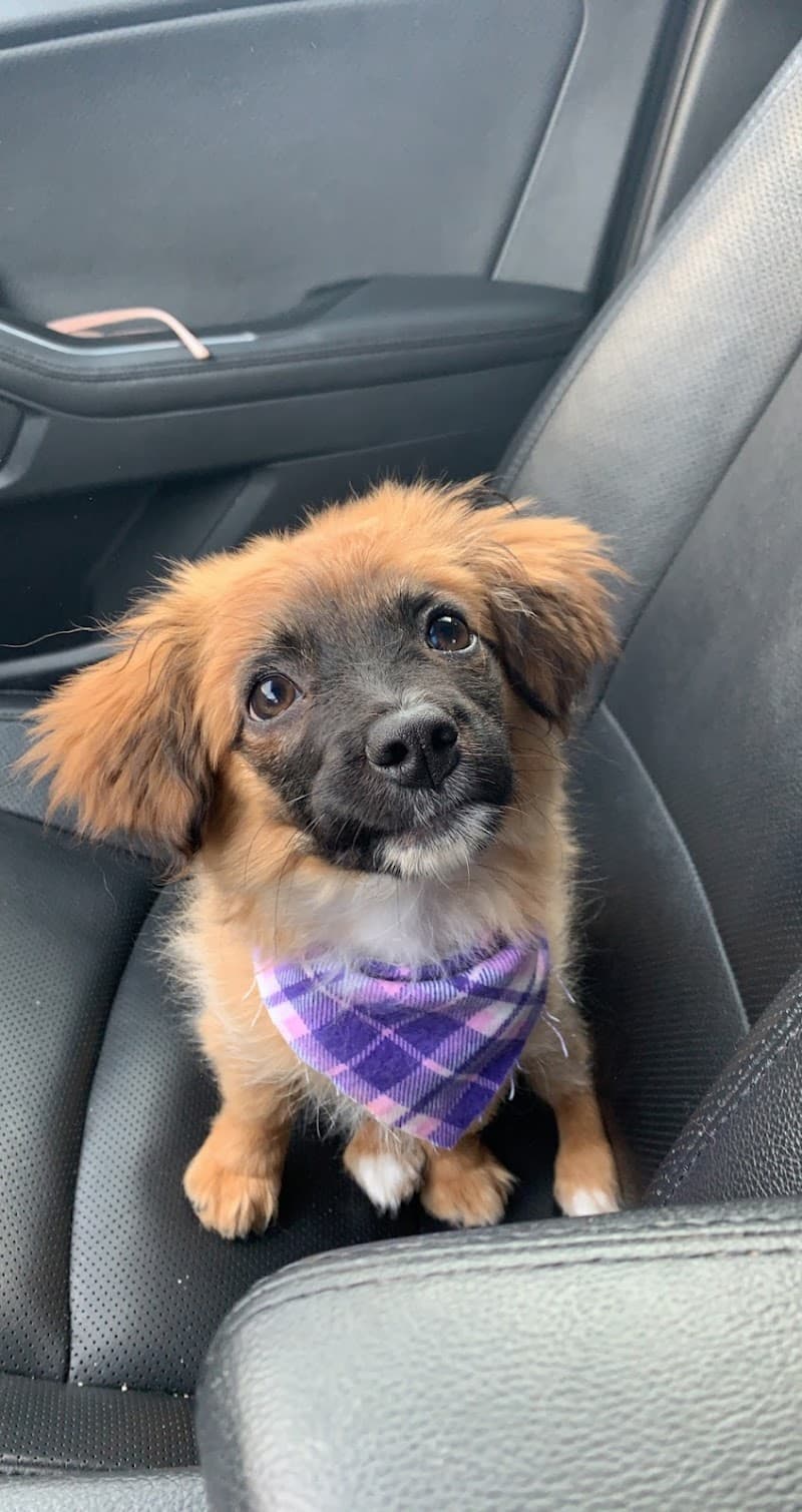 Angela's Grooming & Doggie Spa Decatur photo