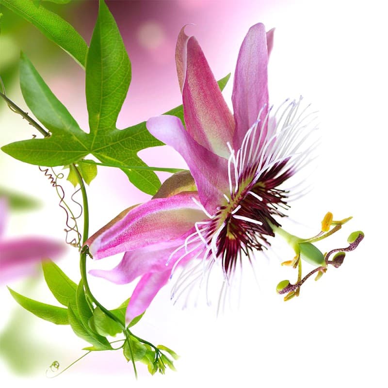 Anne Audebrand - Kinésiologie, Réflexologie plantaire, Massages bien-être La Roche-Chalais photo