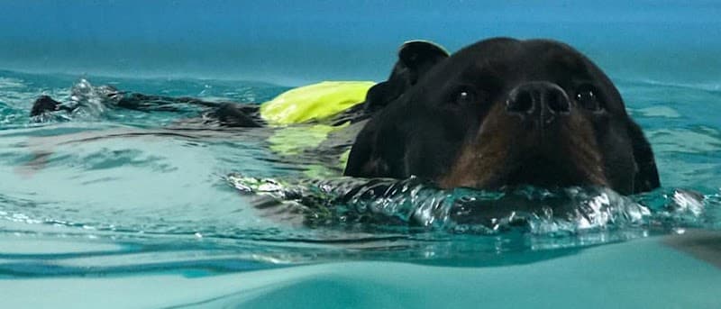 Annes Hundmassage Hisings Kärra photo