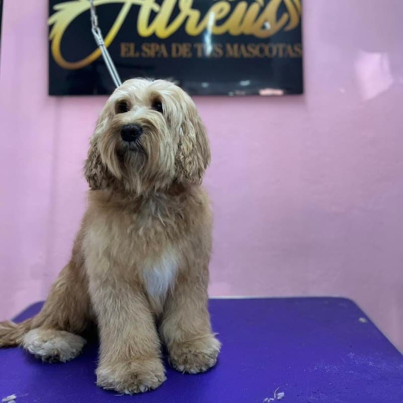 Atreus Pet Spa Toluca photo