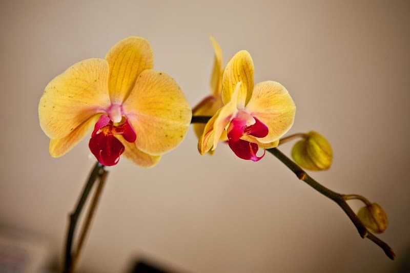 Au-Delà des Sens Massages Bien-Être Le Cannet photo