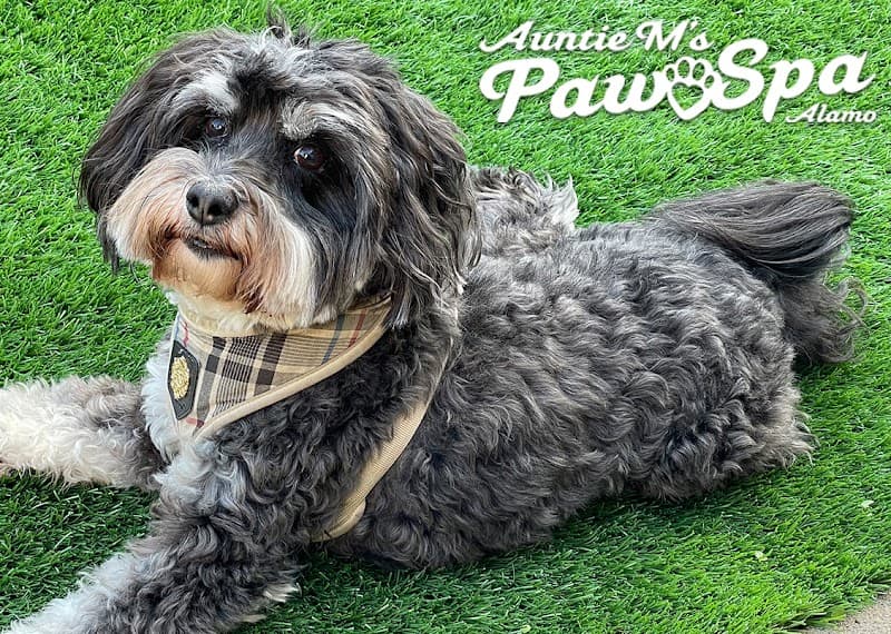 Auntie M's Paw Spa Alamo photo