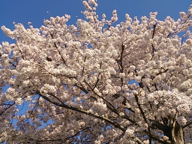 Ayumi Osteopathic Clinic & Seitai Clinic Yokohama City Hodogaya Ward photo