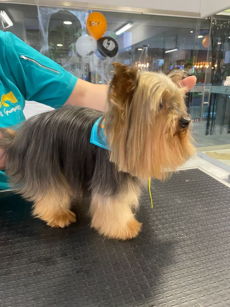 Ba Spa & Grooming Lima photo