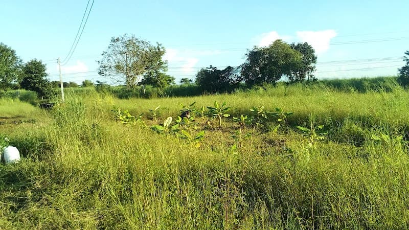 Baan Nong Sai Amphoe Nong Muang photo