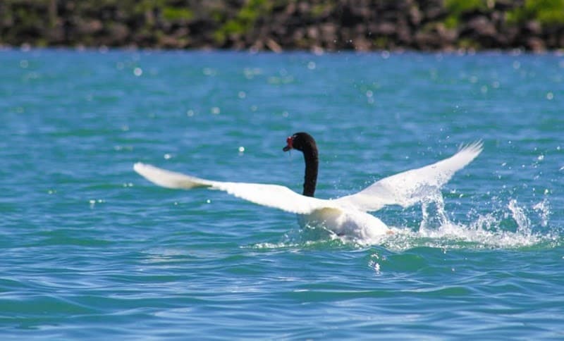 Balneario Colbun Machicura San Javier photo