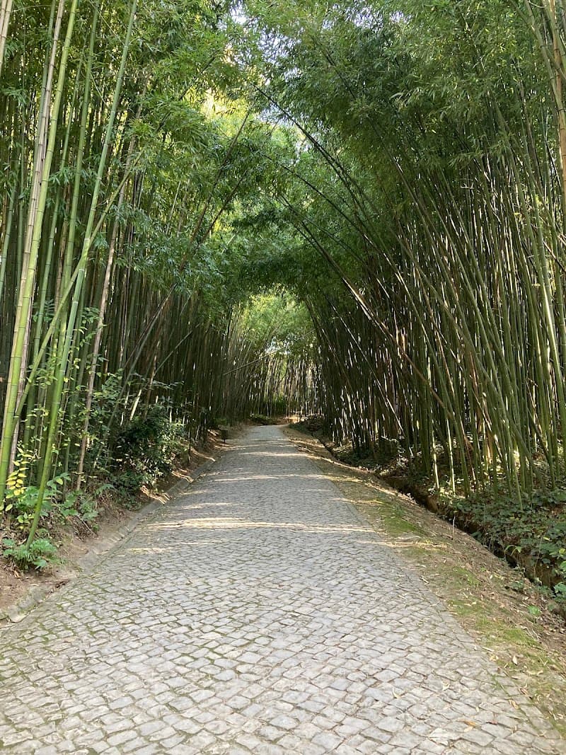 Bamboo Garden Spa Coimbra photo