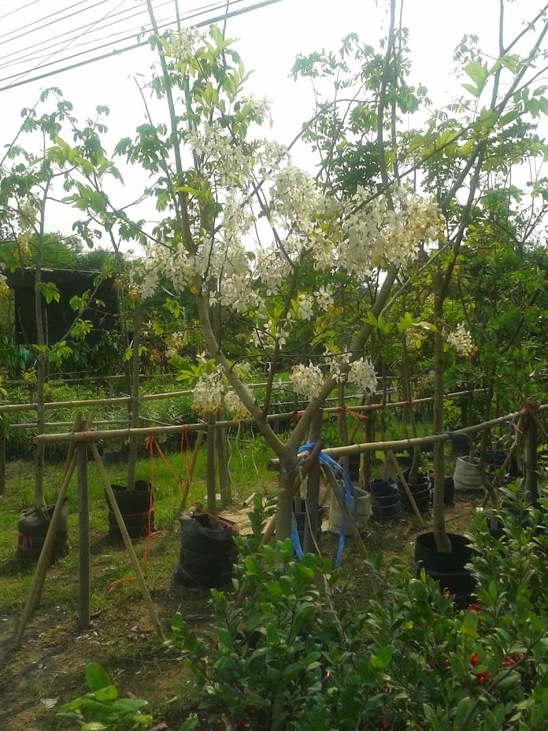 Ban Dong Bang Herbal, Prachinburi Si Maha Phot photo