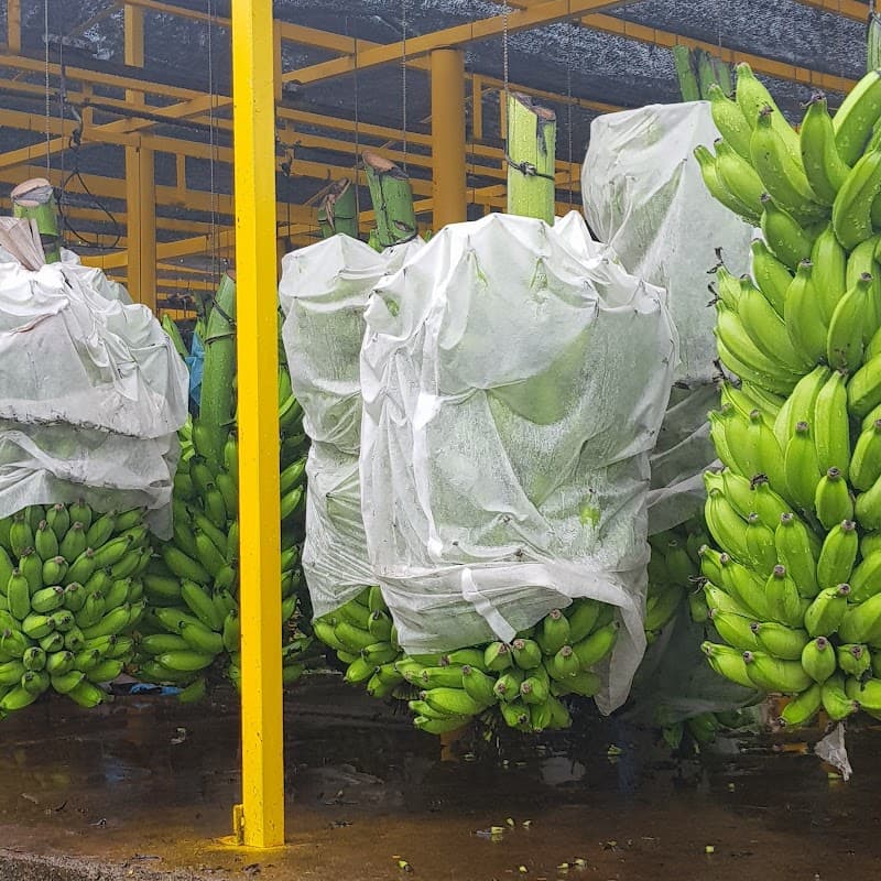 Bananas São Bernardo do Campo photo