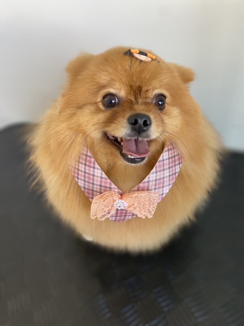 Banho e tosa -Cintia Camargo Bragança Paulista photo