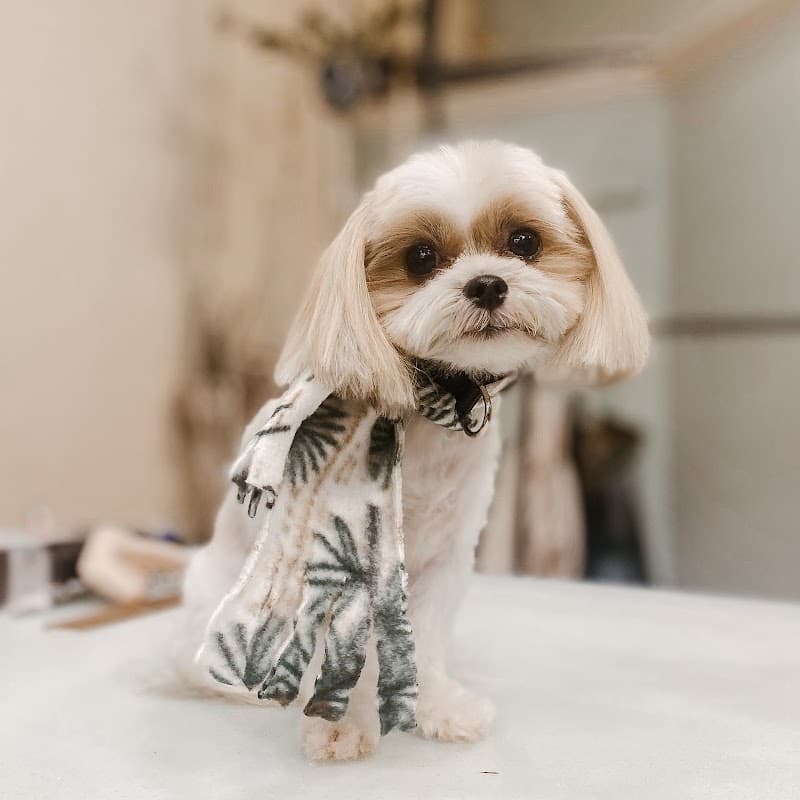 Bark Avenue Pet Spa & Boutique Lafayette photo