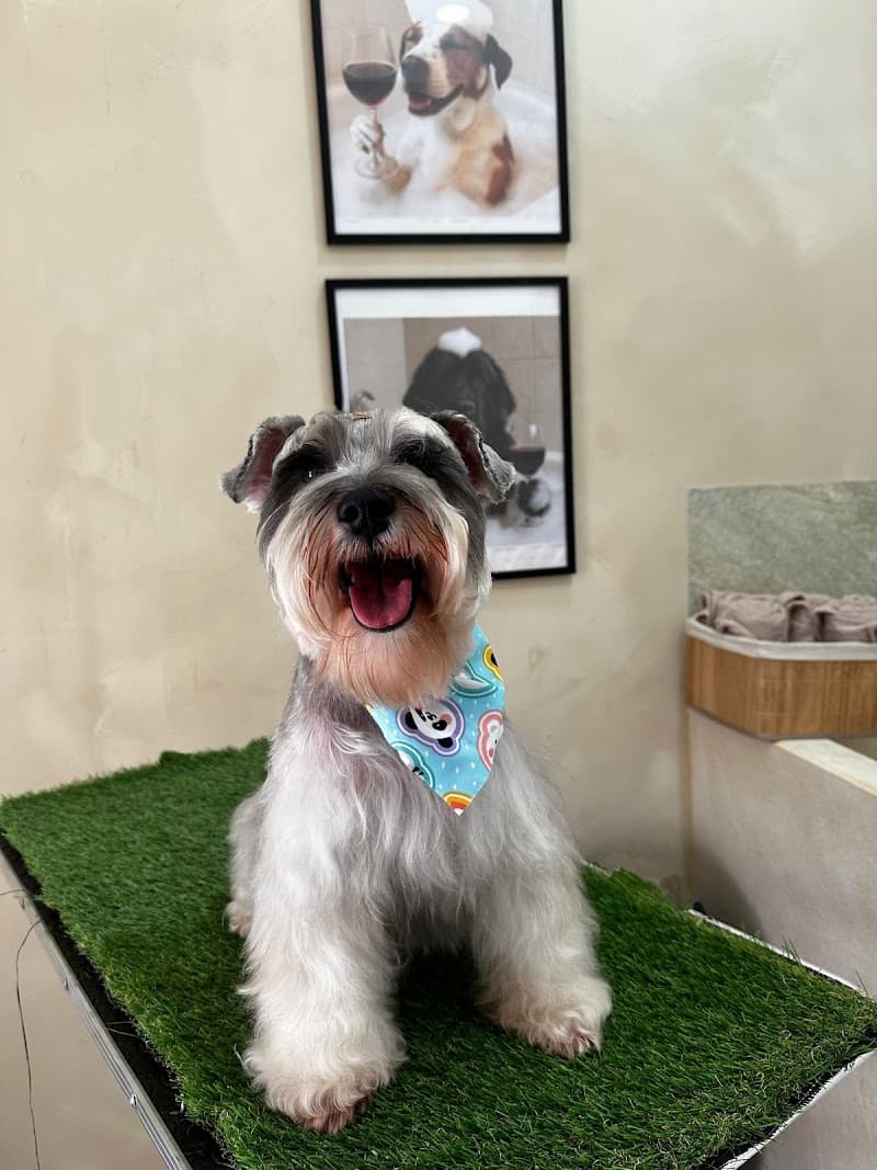 Bark Pet Spa Zapopan photo