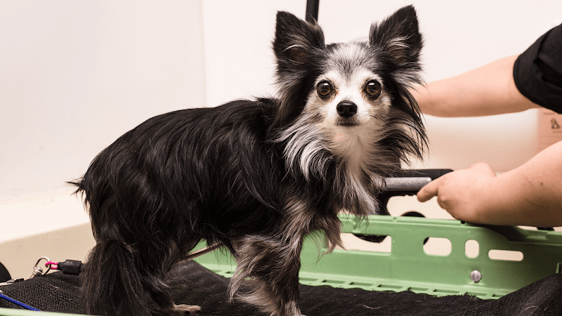 Barking Beauties Spa San Antonio photo