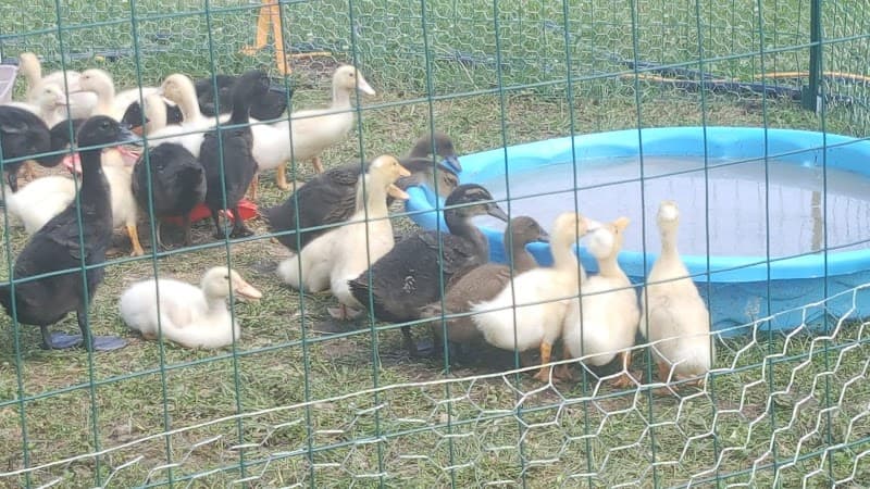 Barrington Hollistic Spa Dundee photo