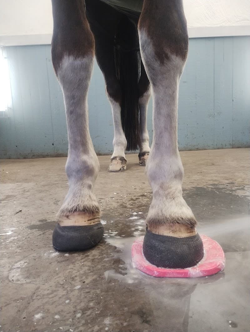 Bettans häst och human hälsa Kälarne photo