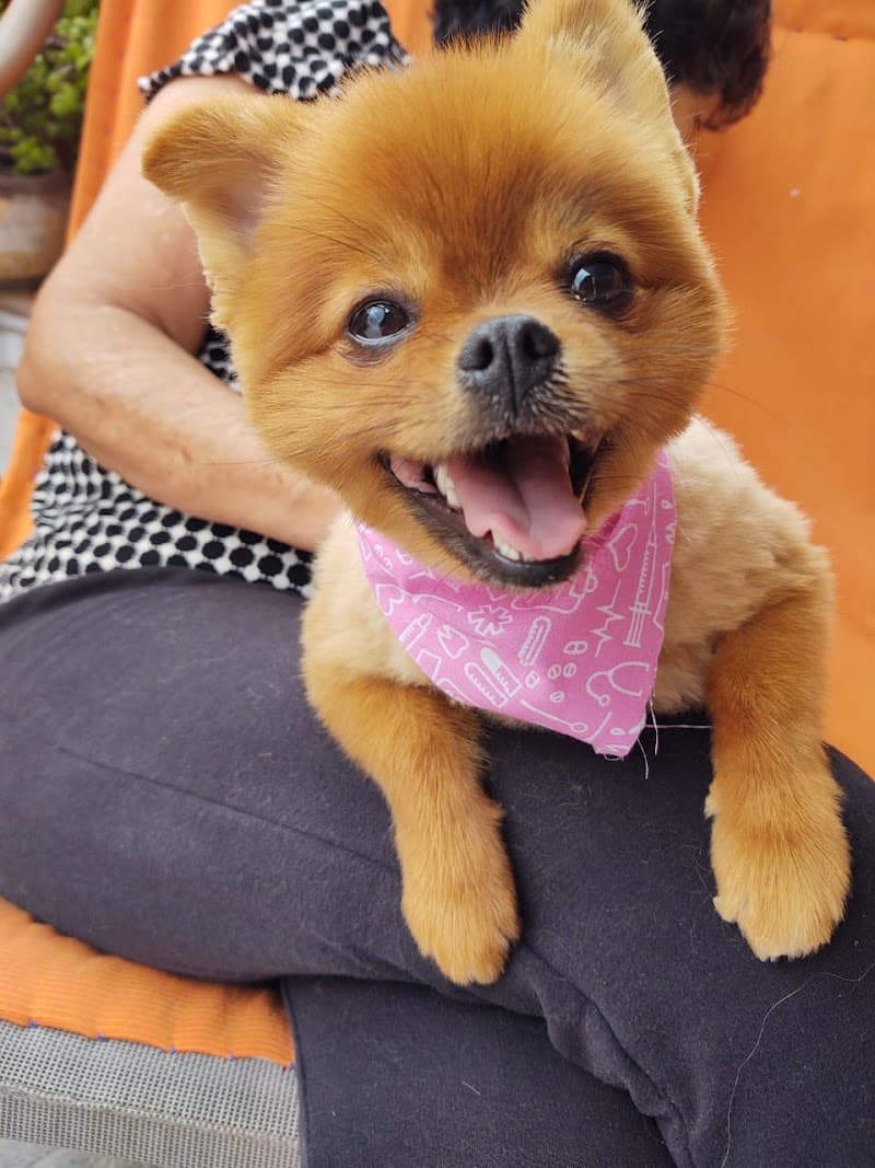 Beverly Hills Spa Dog & Cat Tehuacán photo