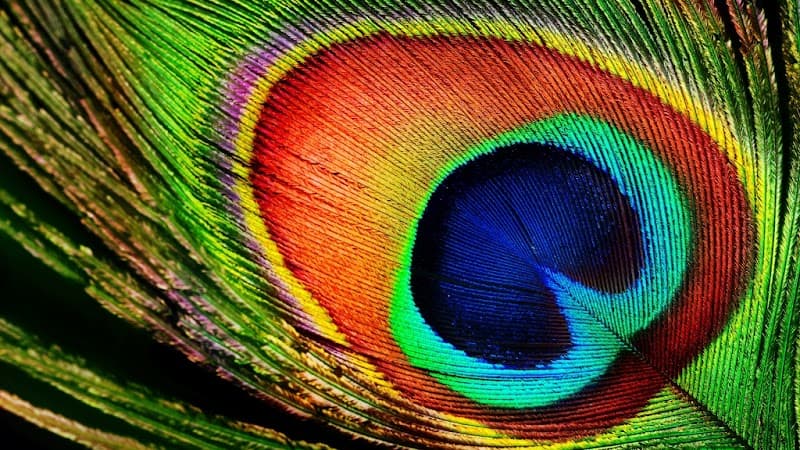 Bodacious Living by Lisa Nanaimo photo