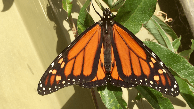 Bowen Therapy Adelaide - Di Hunter photo