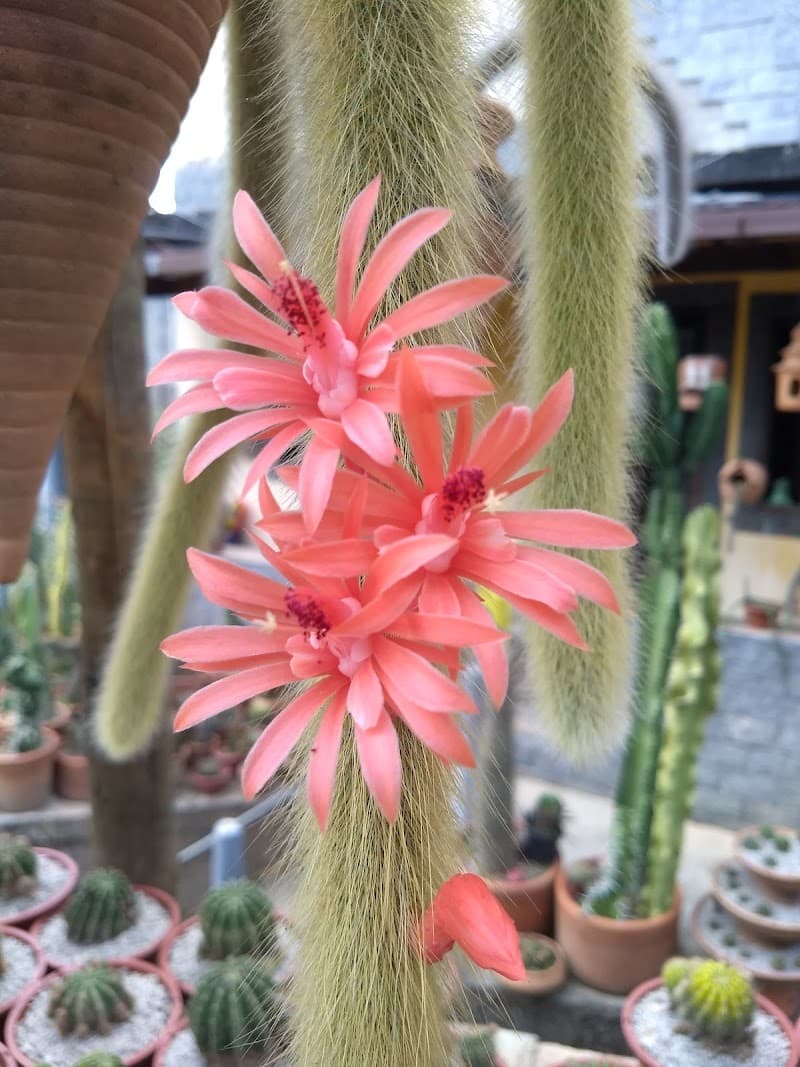 Cactos Rodolfo Policarpo Mendes photo