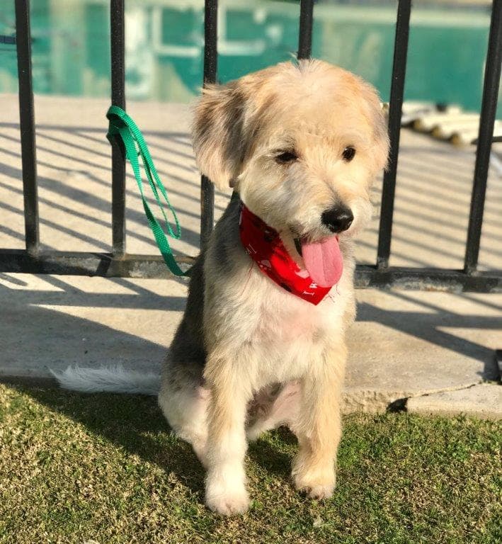 Cindy's Not Too Shabby Chic at Tattle Tails Grooming Spa & Boutique Bakersfield photo
