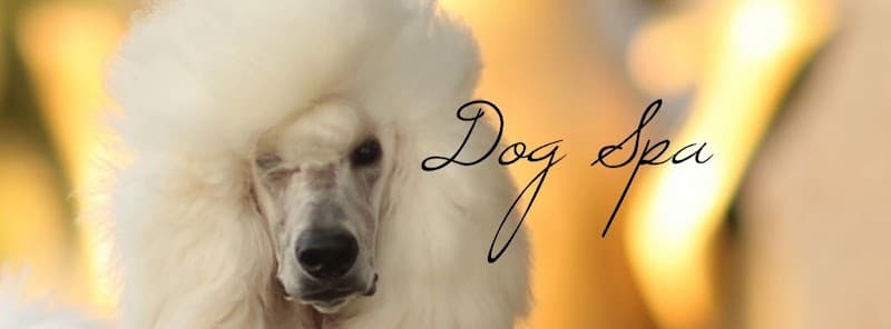 Clever Pet Agiou Trifonos 8 photo